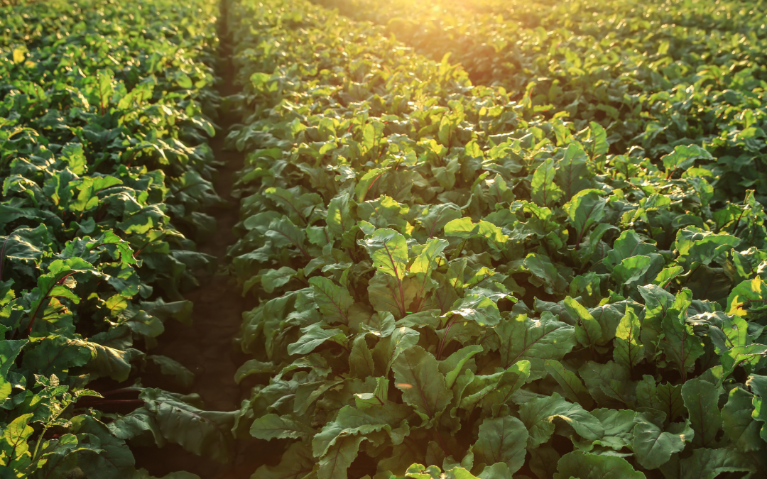 Nouveau : Découvrez notre compost enrichi pour le printemps !
