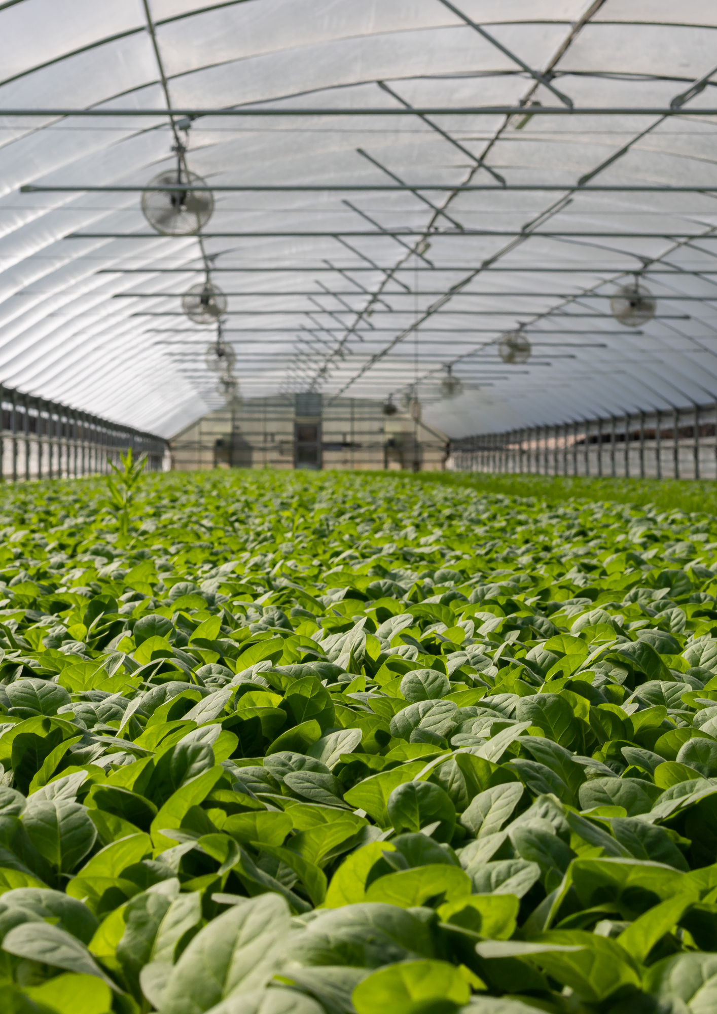 Guilbaud_Environnement_Compost_Maraîchage_Mâche